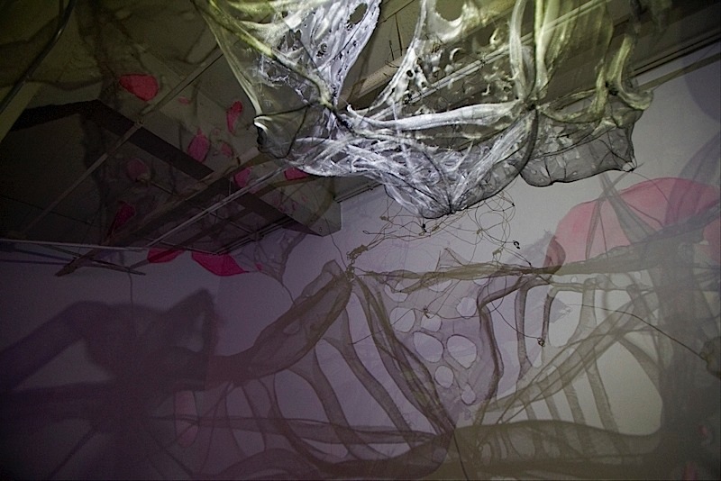 03 lightsense Dana Major